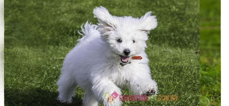 bichon-frise-01