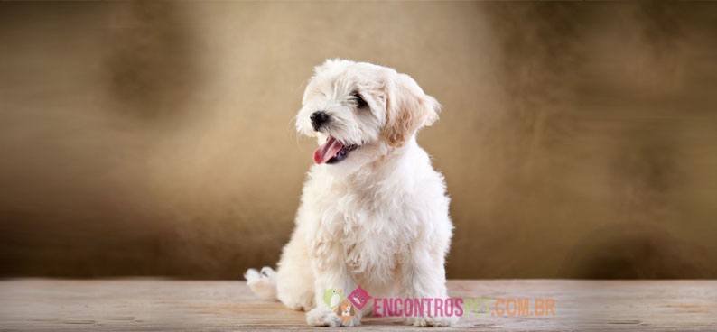 bichon-frise-02