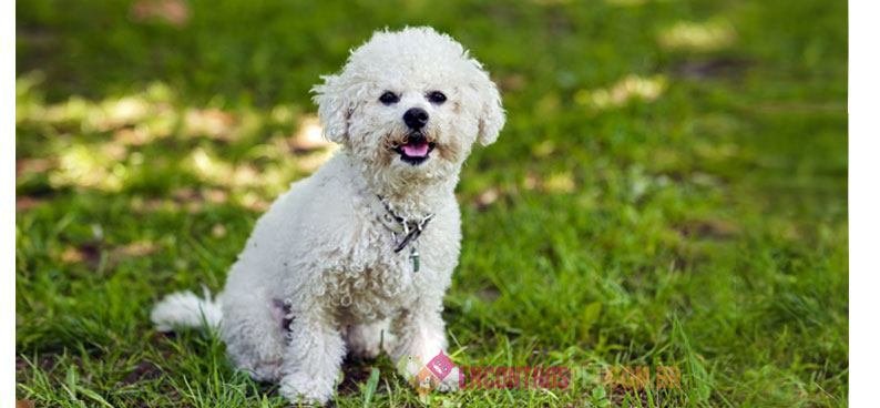 bichon-frise