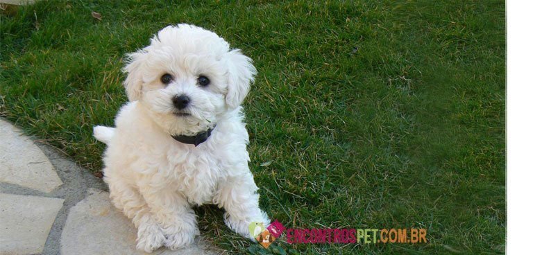 bichon-frise03