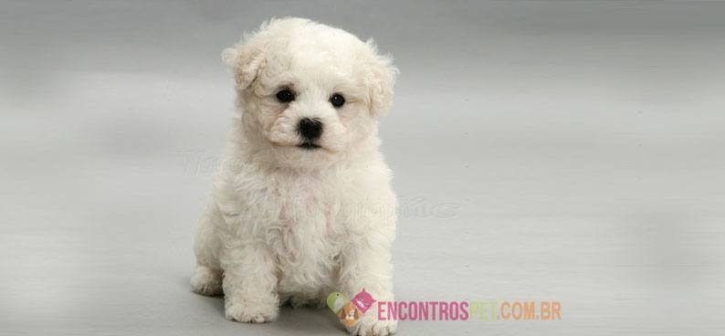bichon-frise04