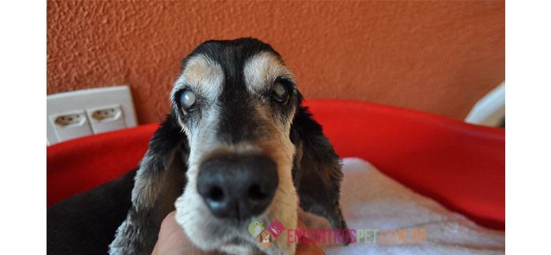 cachorro-com-AVC