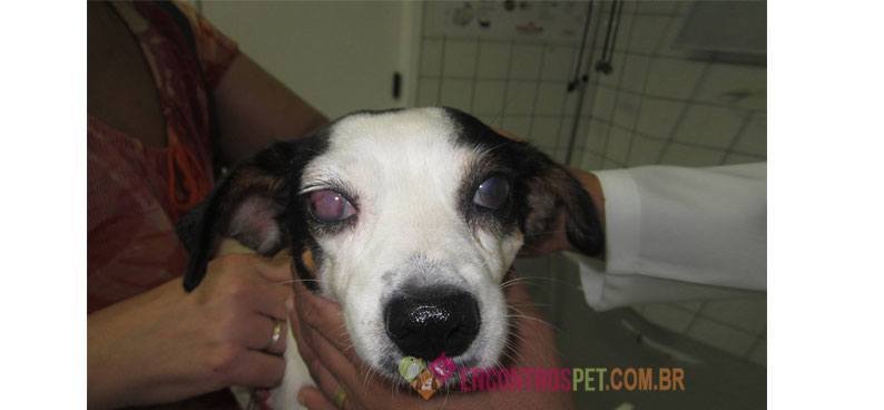 cachorro-com-AVC02