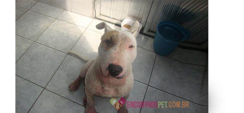 Cachorro com Brotoeja