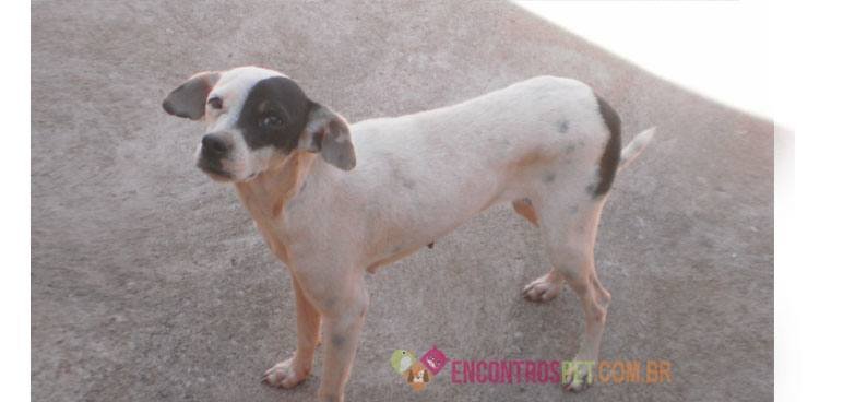 Cachorro com Brotoeja