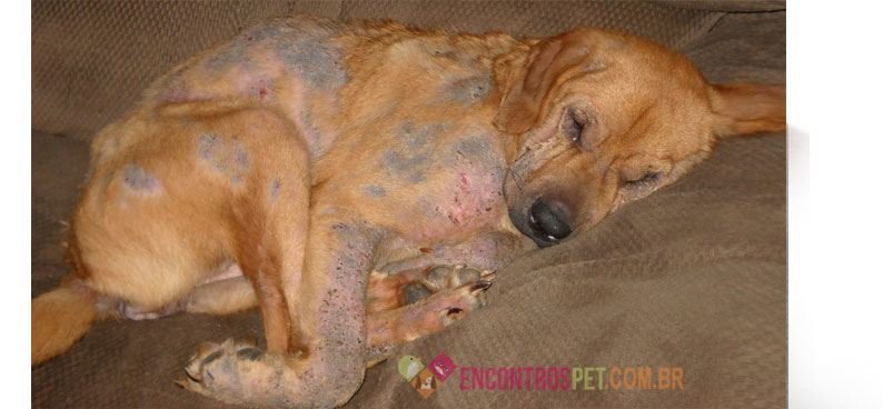 Cachorro com Brotoeja