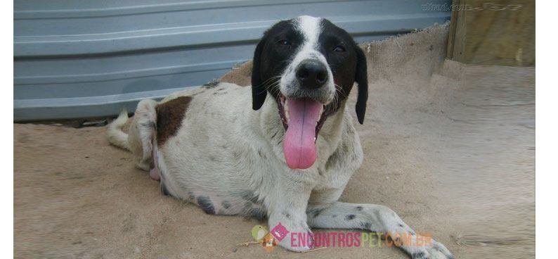 cachorro-com-asma-01