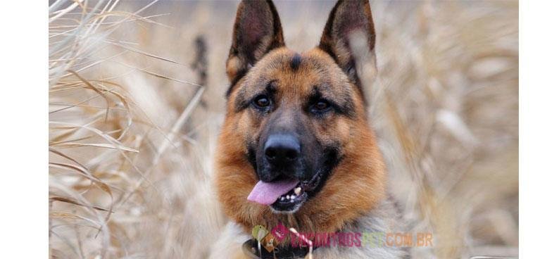 cachorro-com-asma-04