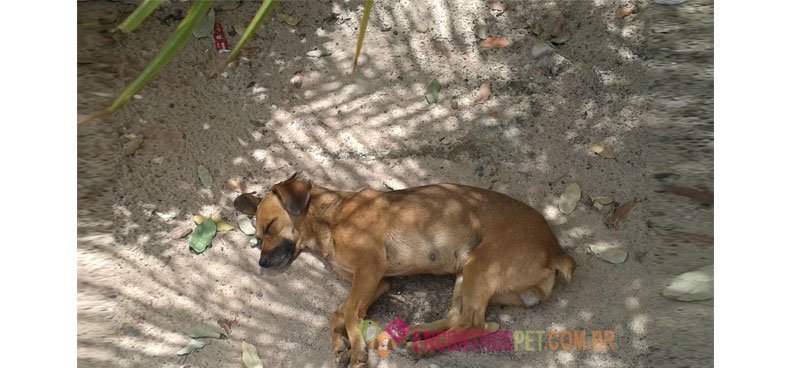 cachorro-com-ataque-cardiaco-03