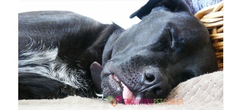 cachorro-com-ataque-cardiaco02