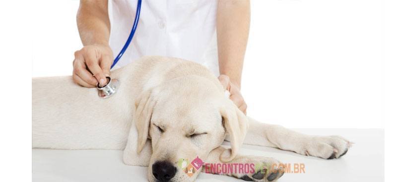 cachorro-com-caxumba02