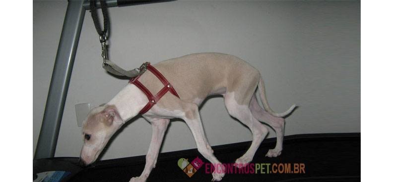 cachorro-com-diabetes01