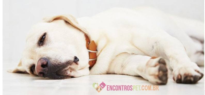 Cachorro tem Umbigo