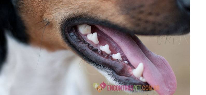 cachorro-com-dor-de-dente cachorro-com-dor-de-dente