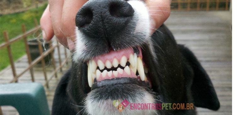cachorro-com-dor-de-dente cachorro-com-dor-de-dente01