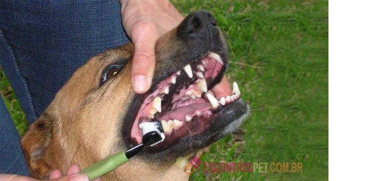 cachorro-com-dor-de-dente cachorro-com-dor-de-dente02