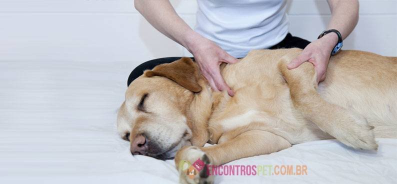 cachorro-com-epilepsia-01