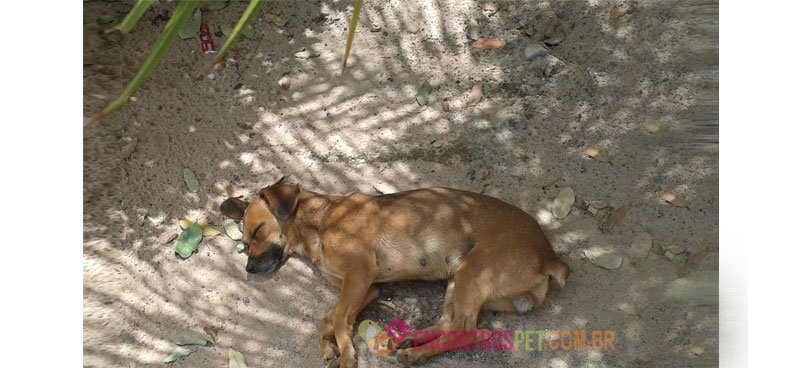 cachorro-com-epilepsia03