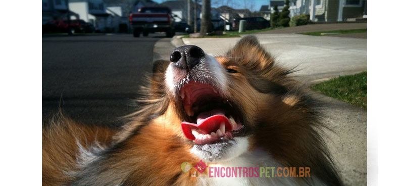 cachorro-com-epilepsia04