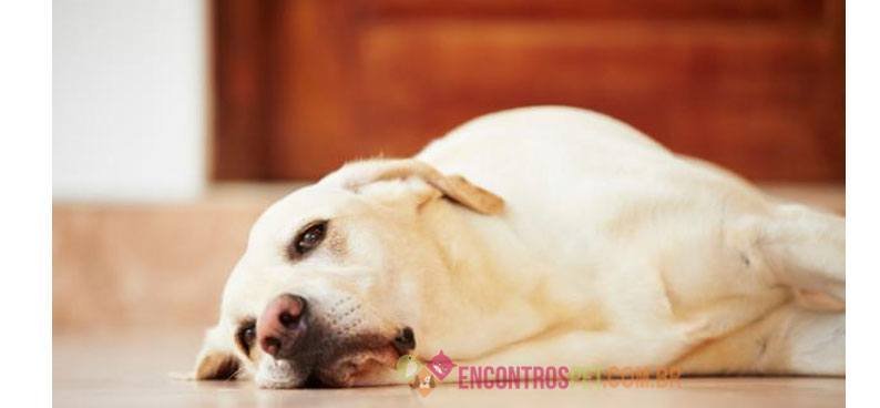 Giárdia em Cães 