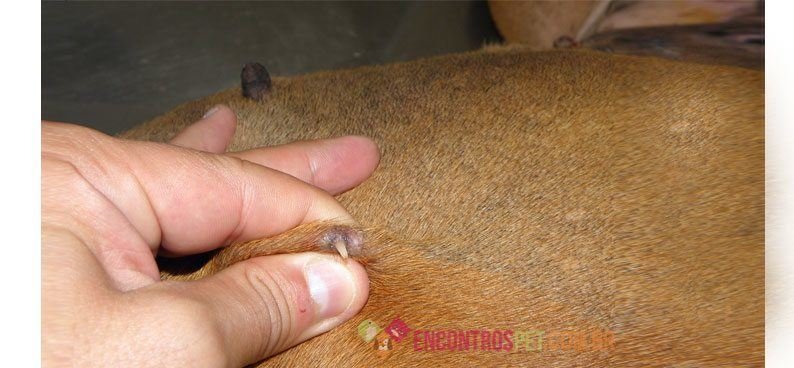 Vermífugo em Cães Vermífugo em Cães