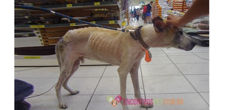 Giárdia em Cães