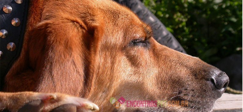 Vermífugo em Cães Vermífugo em Cães