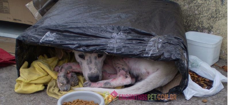 Vermífugo em Cães Vermífugo em Cães