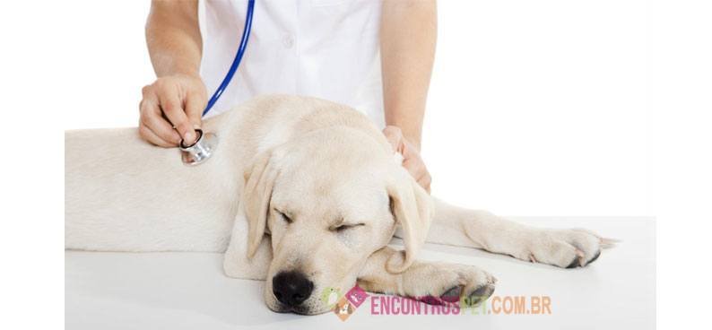 cachorro-com-virose-01