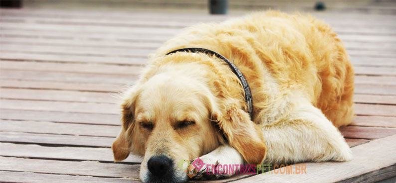 cachorro-com-virose-02