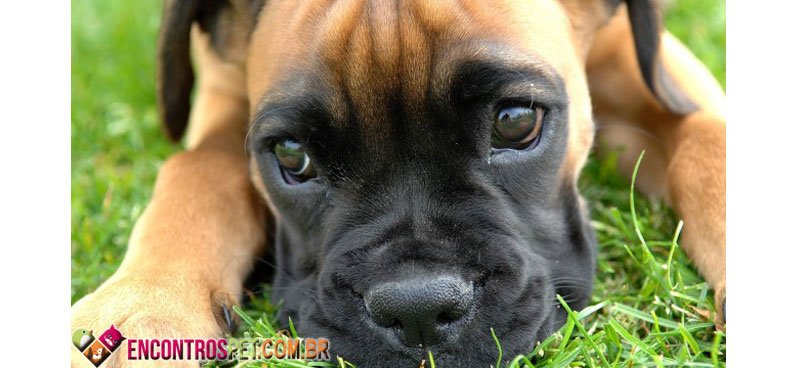 cachorro-depressao-02