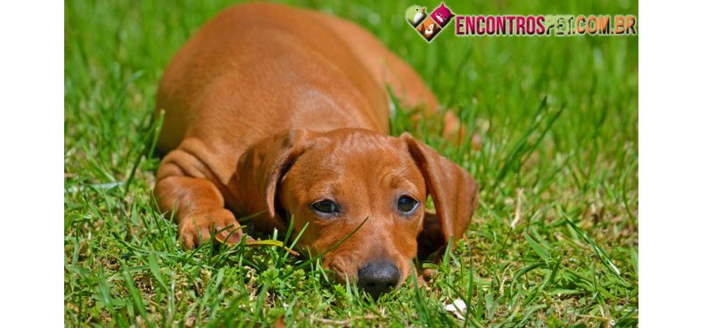 cachorro-depressao-03