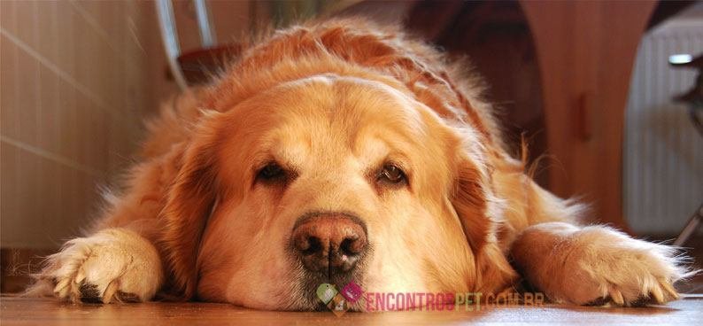 cachorro-com-diarreia