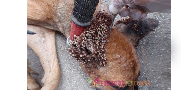 cachorro-doente-01