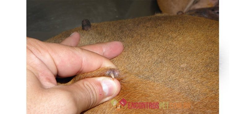 cachorro-doente02