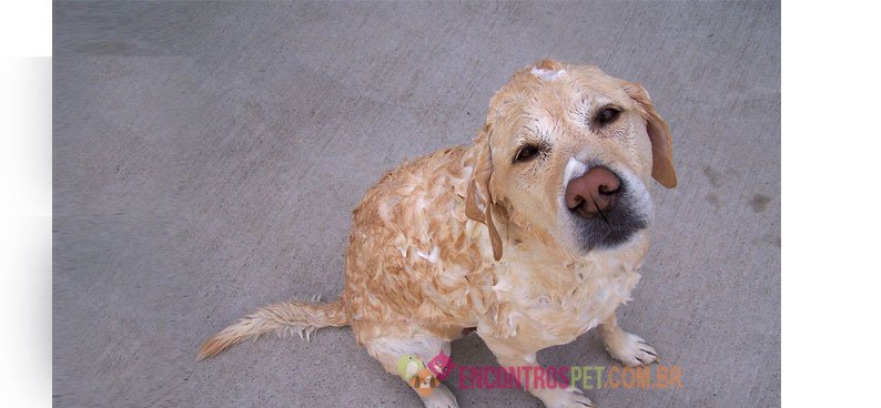 berne-em-cachorro