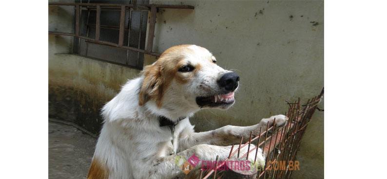 Cachorro com Bruxismo