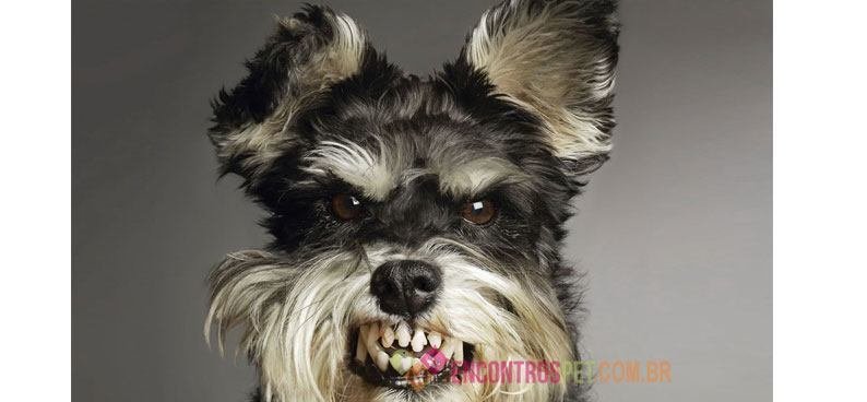 cachorro-rangendo-os-dentes