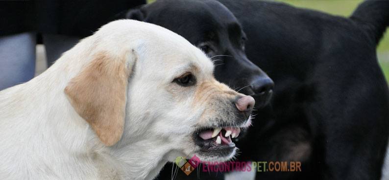 Cachorro com Bruxismo