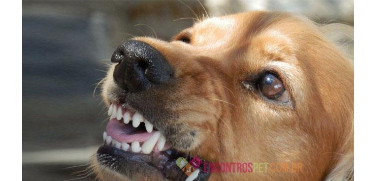 Cachorro com Bruxismo