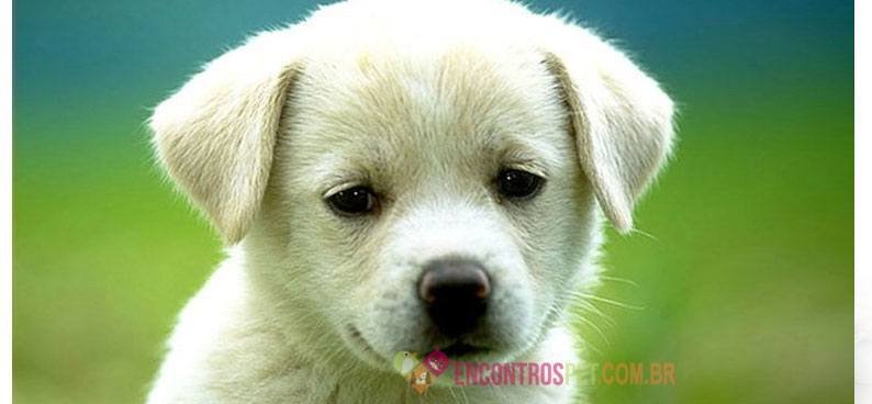 Cachorro Chorando Muito Cachorro Chorando Muito