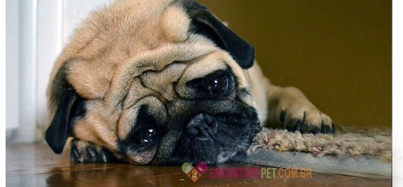 Cachorro Chorando Muito Cachorro Chorando Muito