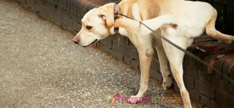 cachorro-urinando-sangue