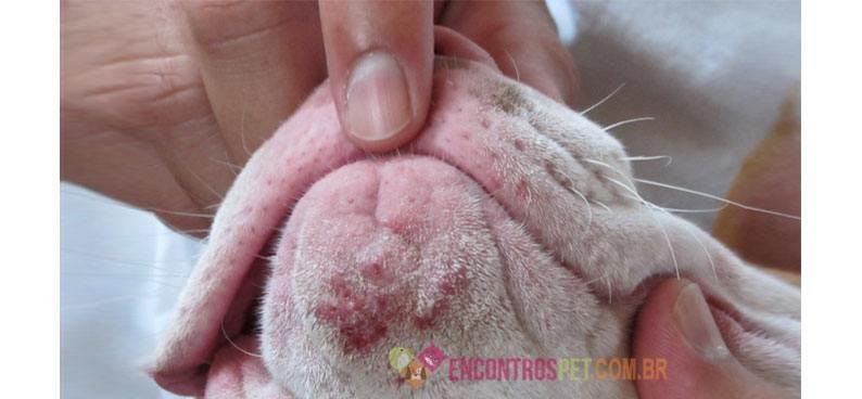 Dermatite canina