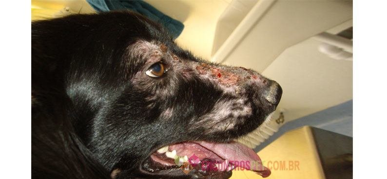 Dermatite canina