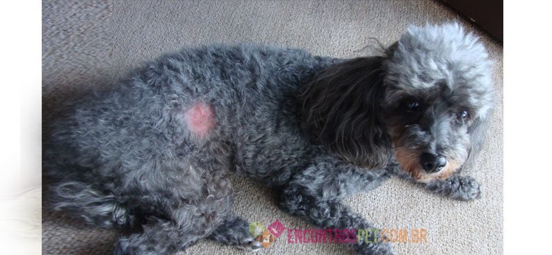 Dermatite canina