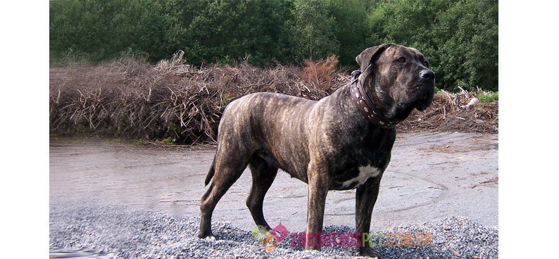 dogue-canario01