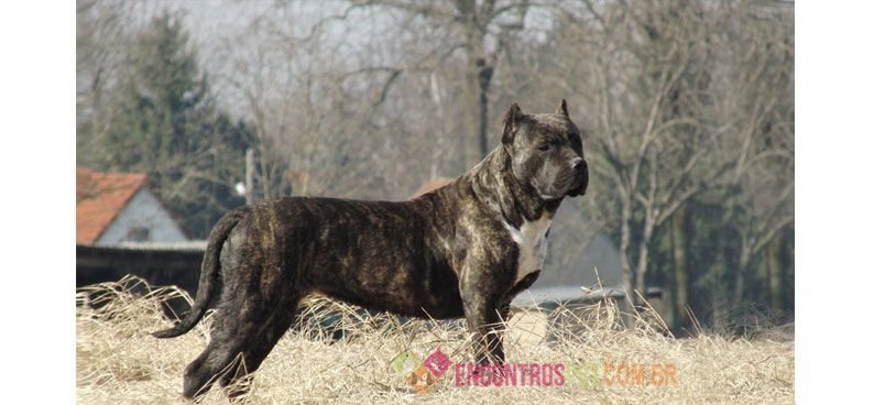 dogue-canario02