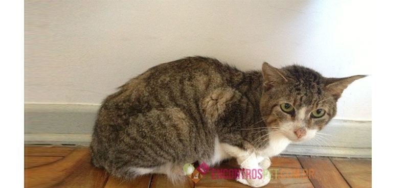 Giárdia em Gatos