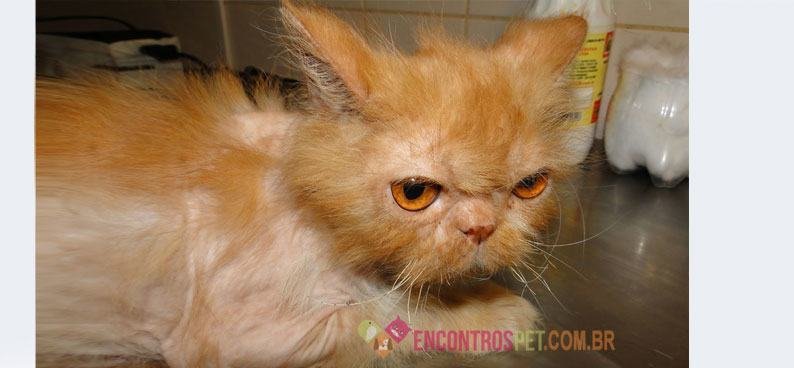 Giárdia em Gatos